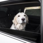 Bitte  lassen Sie Ihren Hund nicht im Auto!Veterinärbehörde warnt